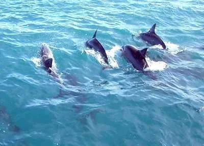 A pod of wild dolphins swimming in clear blue water